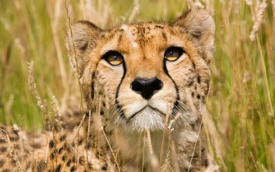 Luxury and Adventure Converge at the Kenya Fairmont Mara Safari Club