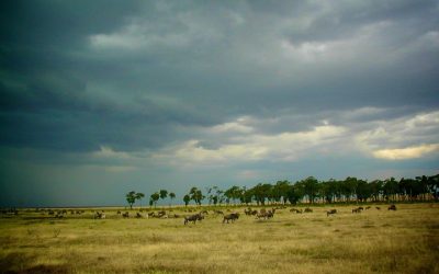 Experience the Ultimate Safari Adventure in Kenya’s Stunning Wilderness