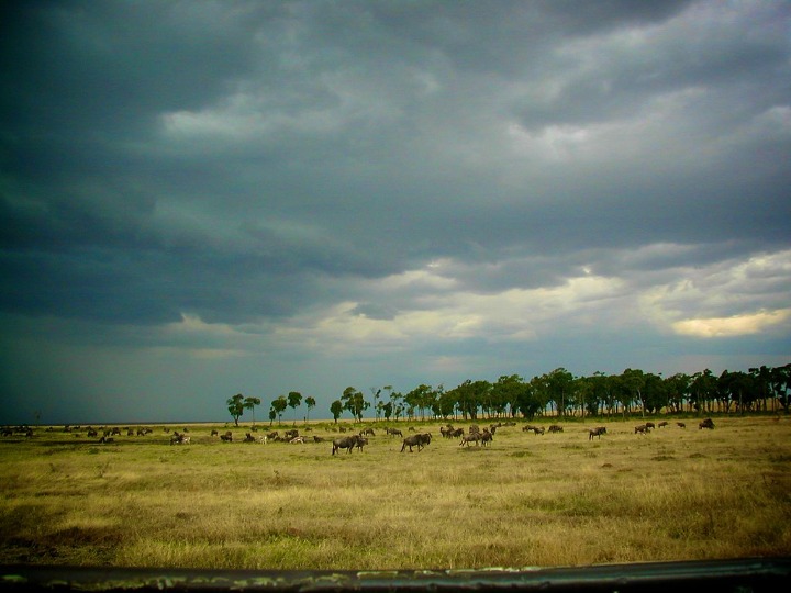 Experience the Ultimate Safari Adventure in Kenya’s Stunning Wilderness