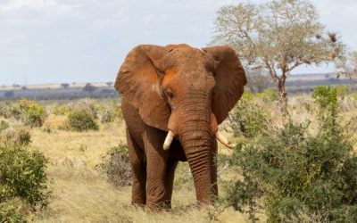 Kenya’s GDP Per Capita Shows Steady Growth Amid Economic Resilience