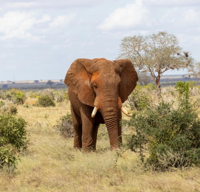 Kenya’s GDP Per Capita Shows Steady Growth Amid Economic Resilience