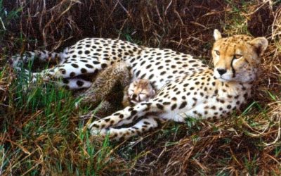 Kenya and Namibia Clash in Exciting Rivalry Over Cricket Dominance