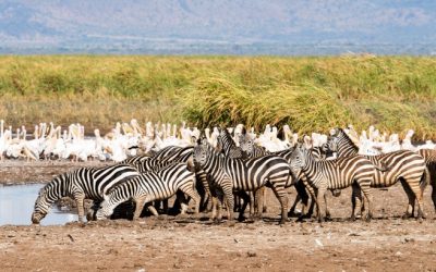 Exploring the Stunning Wildlife and Scenic Beauty of Lake Manyara National Park in Tanzania
