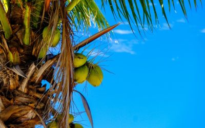 Traveling from LAX to Mauritius: Your Ultimate Guide to a Paradise Escape