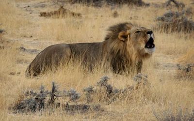 Majestic Lions Roam the Wilderness of Namibia’s Endless Plains