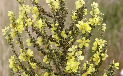 Discover the Benefits of Morocco Hair Oil for Healthy, Lustrous Hair