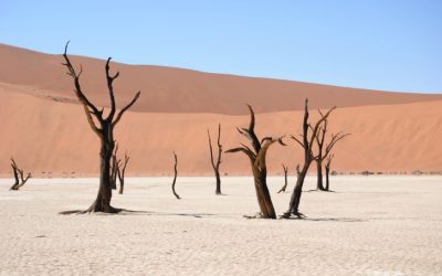 Mushara: A Hidden Gem Offering Stunning Wilderness Experiences in Namibia