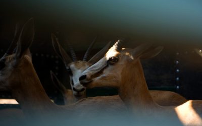 Luxury Hunting Adventures in Namibia: Africa’s Premier Destination for Exotic Game Safaris