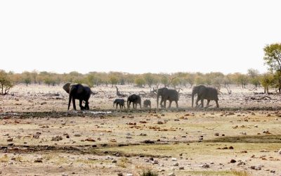 Exploring the Unique Wildlife of Namibia: A Safari Adventure through its Diverse Animals