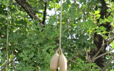 Explore the Top Attractions That Make Namibia a Must-Visit Destination