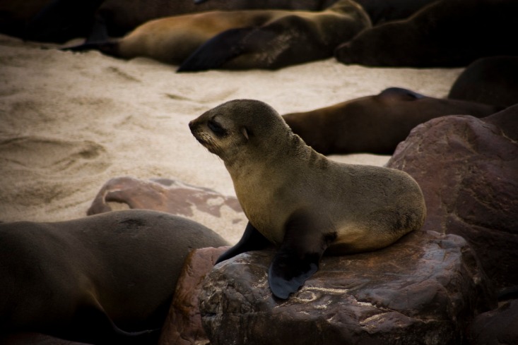 namibia_beaches_(35).jpeg