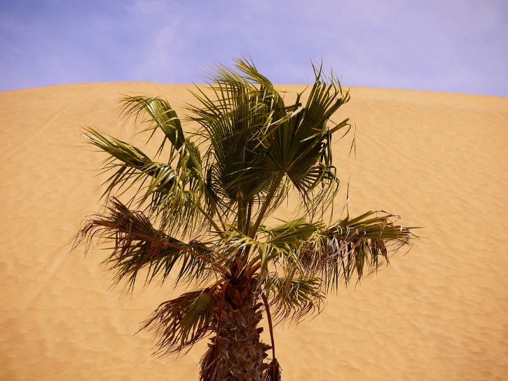 Exploring the Majestic Sands of Namibia’s Dune 7