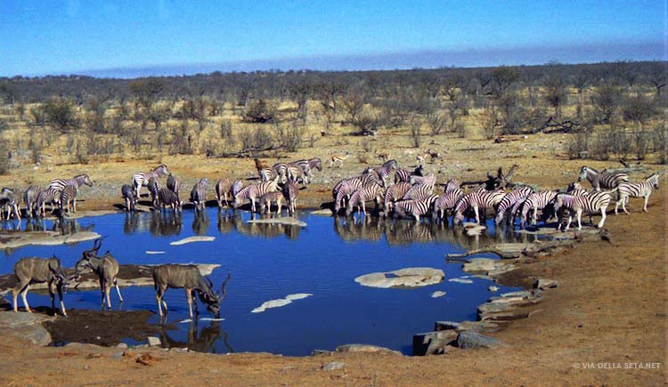 Discover the Wonders of Namibia’s Etosha National Park: A Safari Adventure