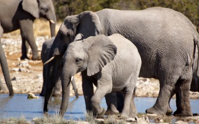 Experience Unmatched Wilderness Comfort at Namibia Etosha Safari Lodge