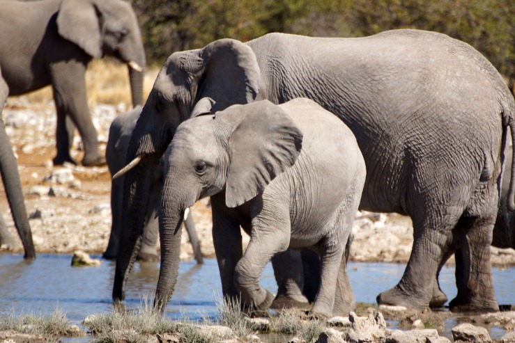 Experience Unmatched Wilderness Comfort at Namibia Etosha Safari Lodge
