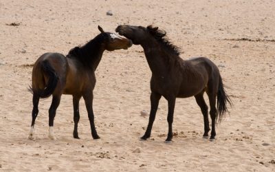 Exploring the Rich Heritage of Namibia’s Unique Horse Breeds