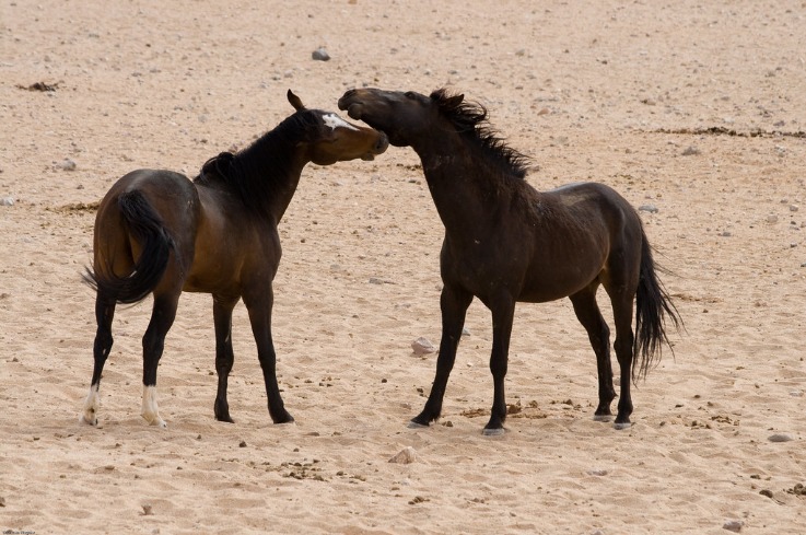 namibia_horse_(9).jpeg