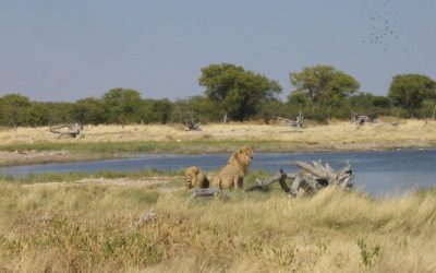 Namibia’s Lions: Majestic Predators of the Desert and Savanna Ecosystems