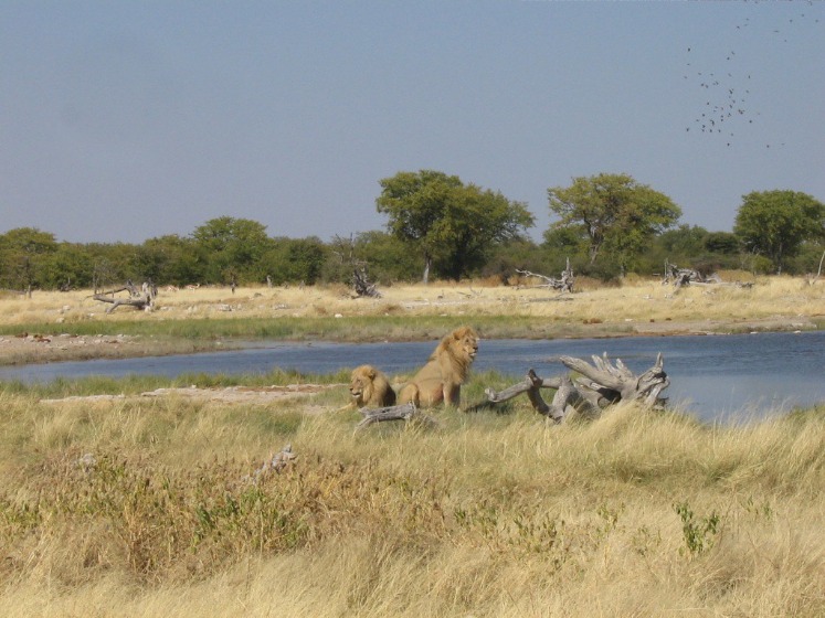 namibia_lions_(17).jpeg