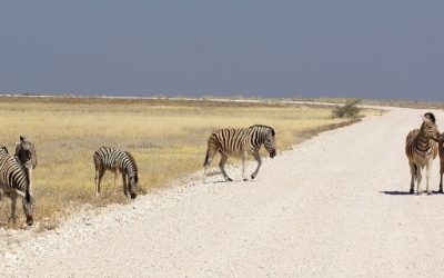 Discover Unforgettable Adventures at Namibia Lodge Safari Retreats
