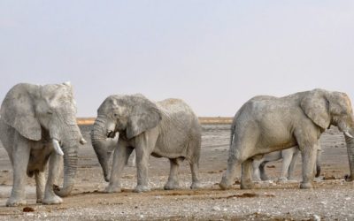 Experience the Ultimate Adventure with Namibia Luxury Safari Tours