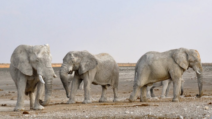 namibia_luxury_safari_(9).jpeg
