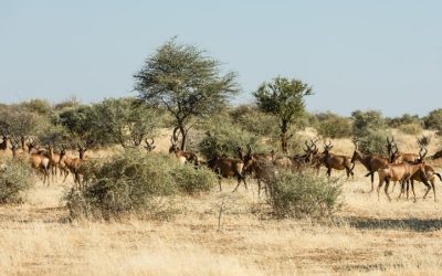 Experience the Ultimate Adventure at Namibia’s Mount Etjo Safari Lodge