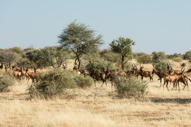 Experience the Ultimate Adventure at Namibia’s Mount Etjo Safari Lodge
