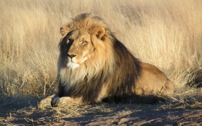Discover the Wonders of Namibia’s National Parks: A Guide to Nature’s Hidden Treasures