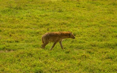 Experience Unmatched Luxury and Wildlife Adventure at Ngorongoro Serena Safari Lodge Tanzania