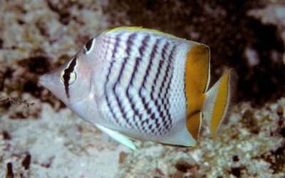 Discover the Beauty and Wonders of Pemba Island in Tanzania