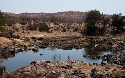 Discover the Untouched Wilderness of Ruaha National Park in Tanzania