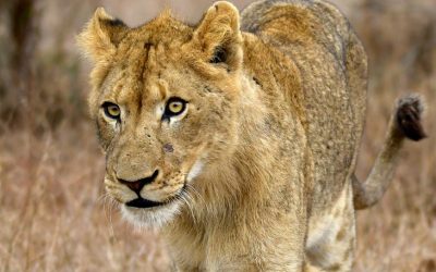 Discover the Ultimate Safari Adventure in Tanzania’s Wild Heart