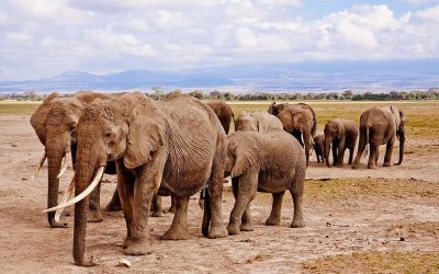 Experience the Wild: Unforgettable Safari Adventures in Tanzania, Africa