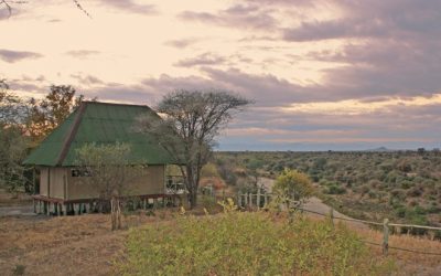 Affordable Safari in Tanzania: Price Tips for an Unforgettable Experience