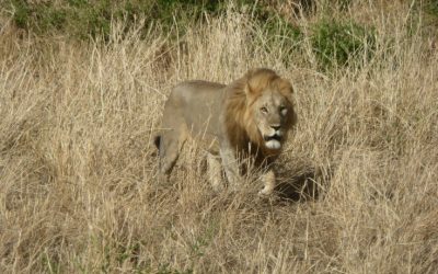 Explore the Ultimate Safari Adventure in Tanzania and Zanzibar’s Exotic Paradise