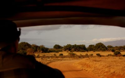 Experience the Wild Beauty of a Safari Adventure in Zimbabwe