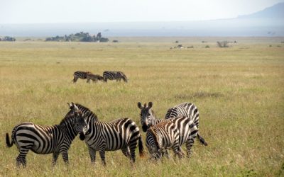 Experience the Wild Majesty of the Serengeti Safari in Tanzania