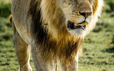 Explore the Ultimate Adventure with Exclusive Safari Tanzania Tours