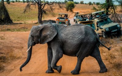 Experience the Adventure of a Lifetime with an Unforgettable Safari Tour in Tanzania