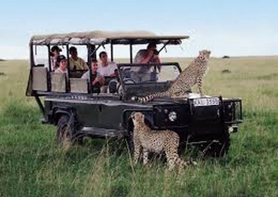 Experience the Ultimate Adventure with a Safari Tour in Tanzania