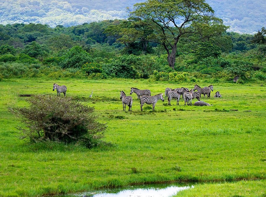 Experience the Wild: An Unforgettable Safari Trip in Tanzania