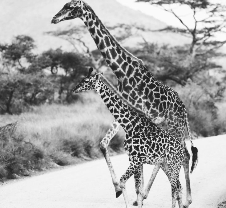 Explore the Stunning Wilderness and Wildlife of Serengeti Tanzania