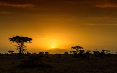 Tanzania Emerges as a Prominent Hub for Eco-Tourism and Wildlife Conservation in East Africa