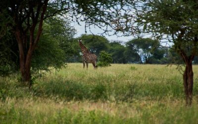 Experience Ultimate Luxury at Tanzania Four Seasons Safari Lodge Amidst Africa’s Stunning Wilderness
