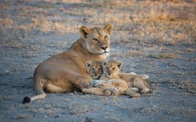 Tanzania: A Jewel in the Heart of Africa with Rich Culture and Stunning Landscapes
