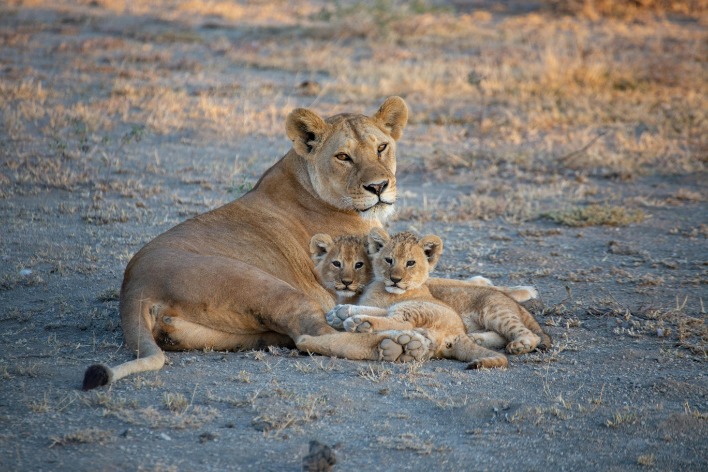 Tanzania: A Jewel in the Heart of Africa with Rich Culture and Stunning Landscapes