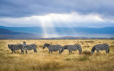 Experience the Ultimate Adventure with Tanzania Lodge Safaris