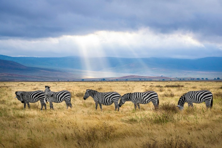tanzania_lodge_safaris_(14).jpeg