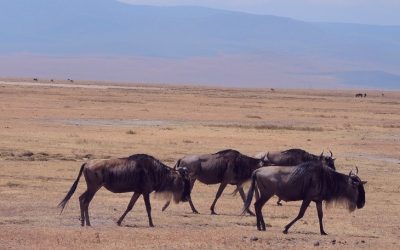 Exploring the Wonders of Ngorongoro Crater in Tanzania